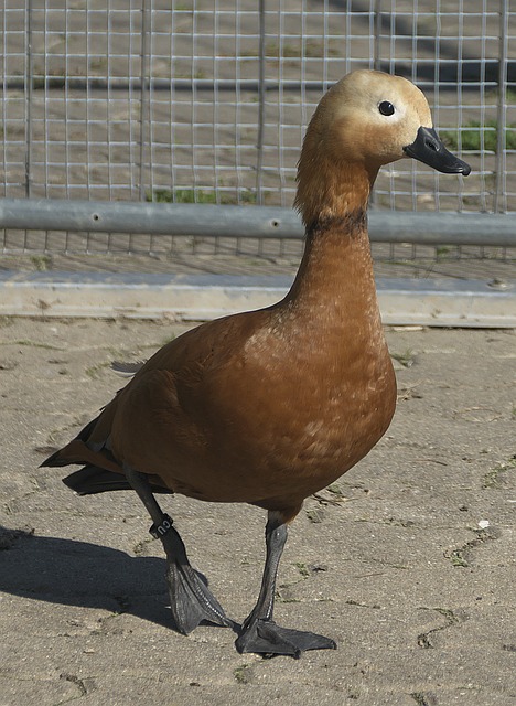 键指导